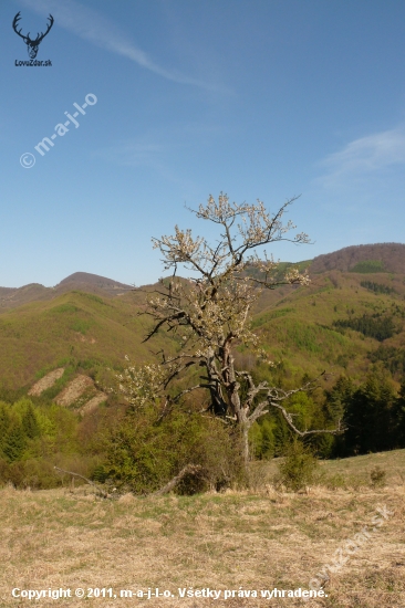 ceresna