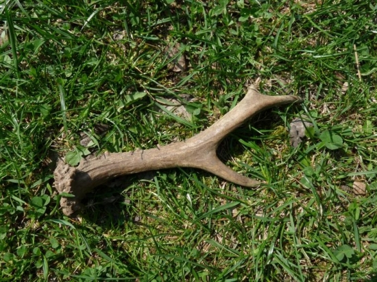 nasla kamaratova dcera