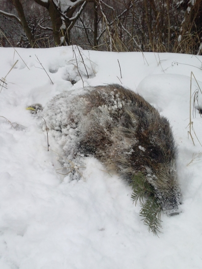 Diviača z nedelného rana