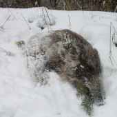 Diviača z nedelného rana