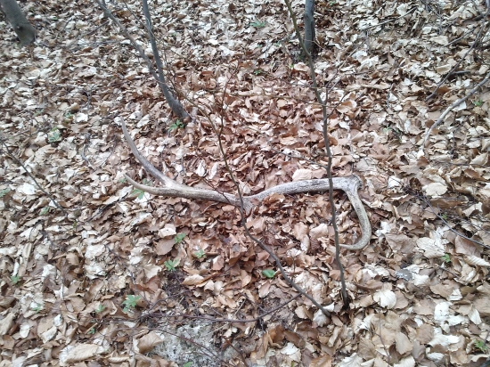 Večny osmorák.. 101cm