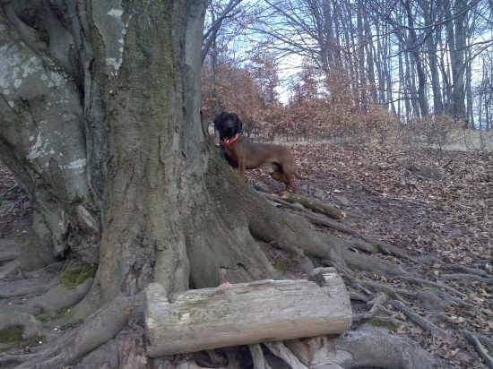 Ako sme solisko boli naplnit