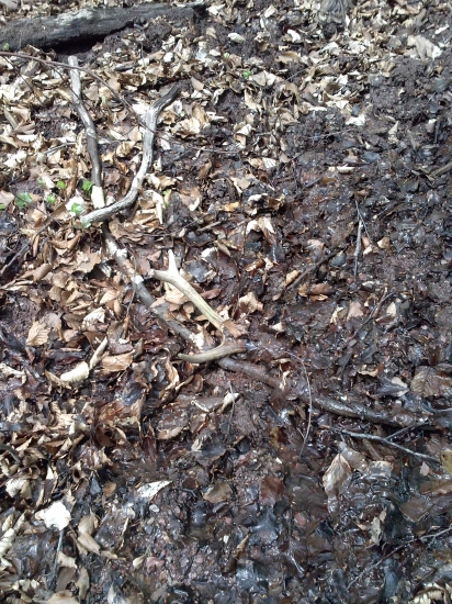 zapatrošeny osmorák