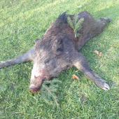 Z novembroveho splnu