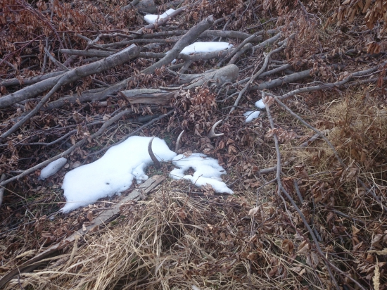 Zabudnutý dvanástorák