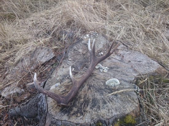 piatkový dvanástorák