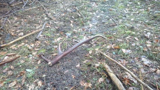 Skoro ho slimák zožral :D