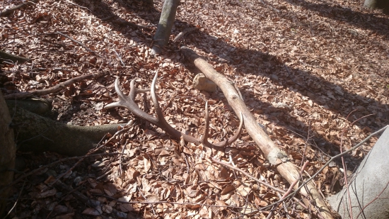 štrnastorak pod cestou