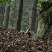 dnes mi vysiel iba jeden
