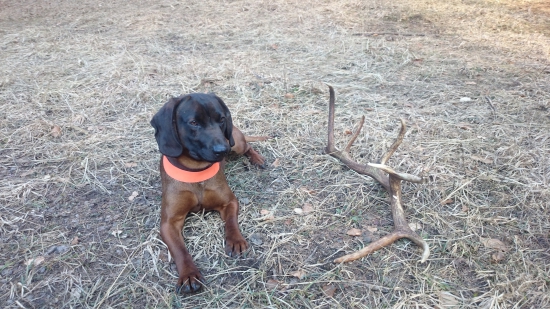 Deny A štrnástorak