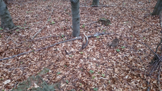 Nadočnicový osmorak