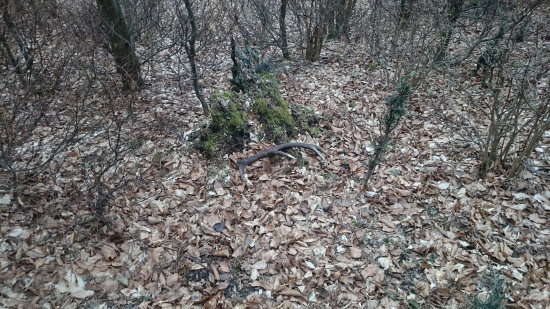 Minuloročný osmorák