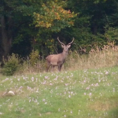 konečne foto z ruje