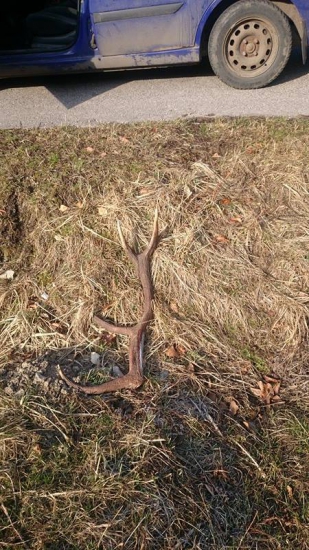 Dvanastorak pri ceste