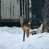 srna kusok nad dedinou