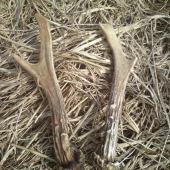 prve srncie a hned para