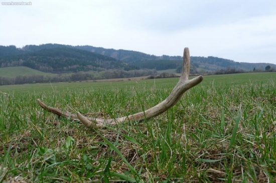 dnešný lúčny omoráčik