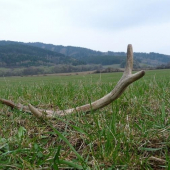 dnešný lúčny omoráčik