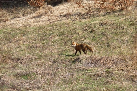 liška