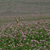 reagovala na vabnicku
