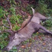 kamaratov uspešný doprovod