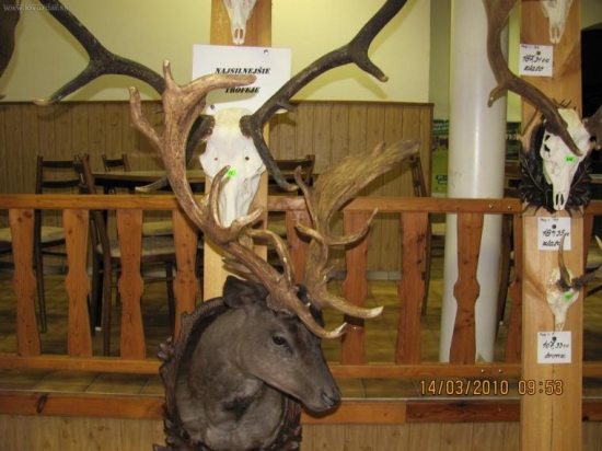 Chovateľská prehliadka OkO SPZ Skalica