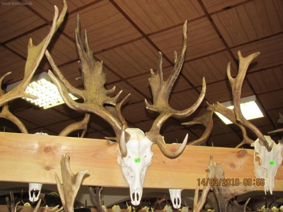 Chovateľská prehliadka OkO SPZ Skalica