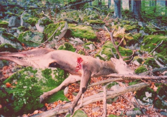 pekné miesto na odchod do jelenieho raja...