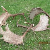 pôjdu na skrášlenie ku carpinovi