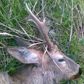 ten už má niečo za sebou