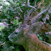 zrelá trojka z vlanajška