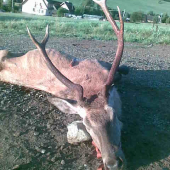 pred rastom parožia poranený medveďom