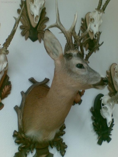 moje najlepšie trofeje 2