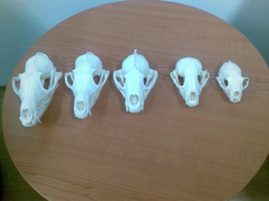 hádanka pre skúsenejších