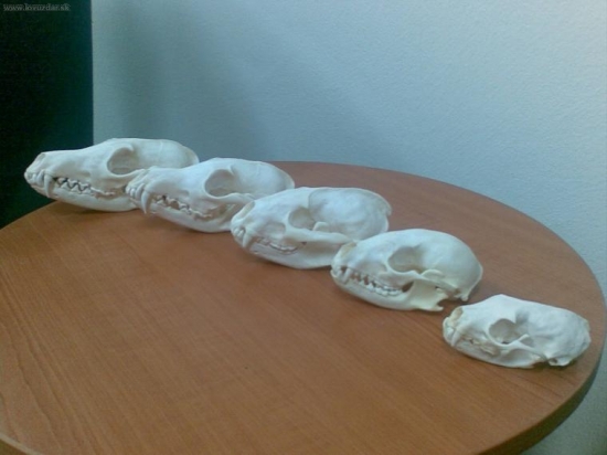 hádanka pre skúsenejších