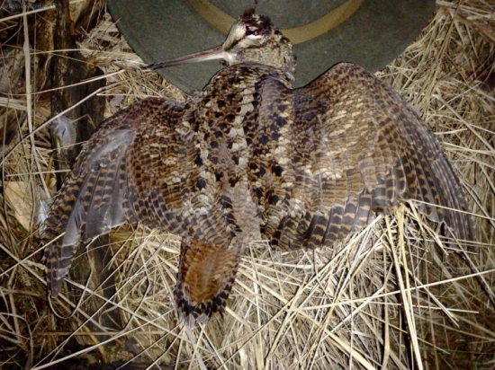 včerajší večerný ťah bol pekný