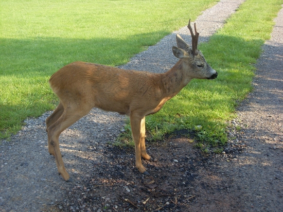 zatúlal sa až k nám ...