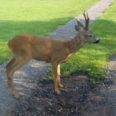 zatúlal sa až k nám ...