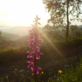 Divá orchidea