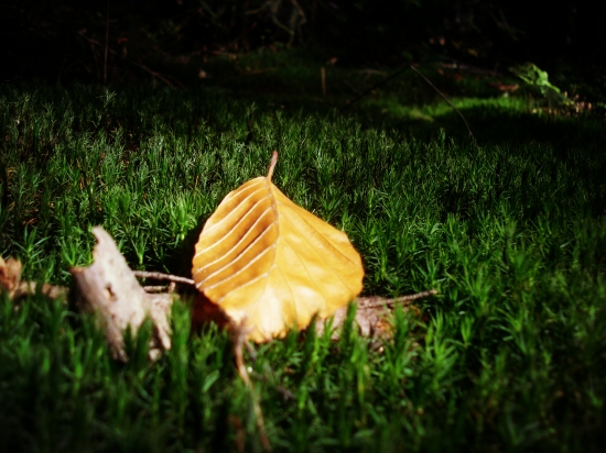 Ešte taká jesenná ...