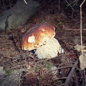 Dubáčik