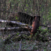 Včera 3km