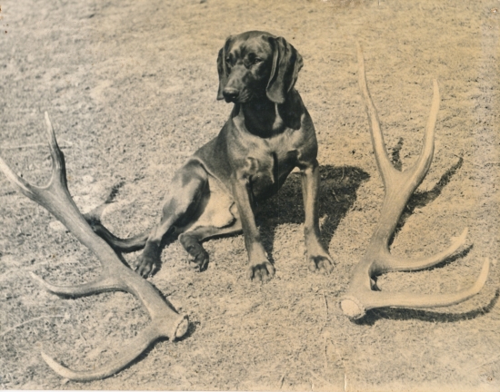 Bor z Rudolfova dolu  r.1974