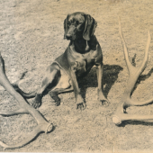 Bor z Rudolfova dolu  r.1974