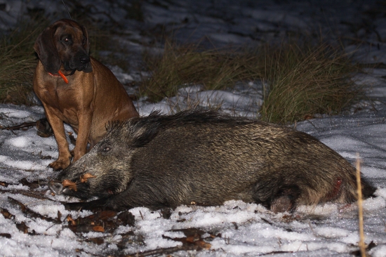 Dnešní dohledávka