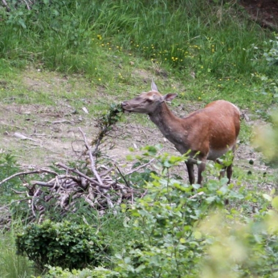 A pak má buk odrůstat...