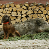 Lončák