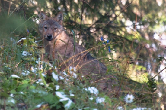 tak si kráčam po svážnici, keď tu zrazu.-))),,špatná kvalita