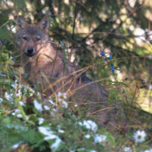 tak si kráčam po svážnici, keď tu zrazu.-))),,špatná kvalita