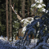 Jeleník v ruji se sněhovým závojem:-))